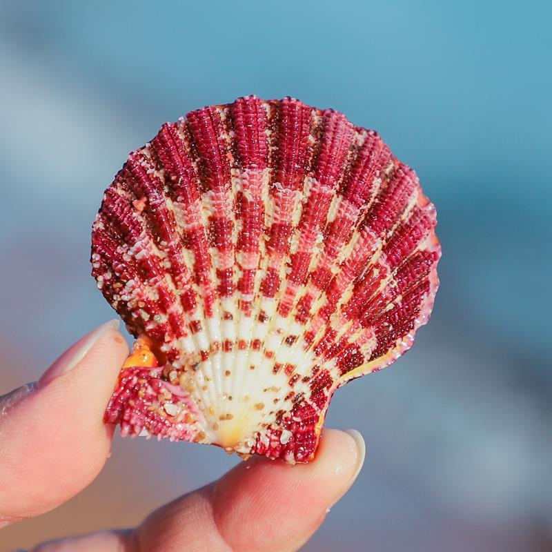 Масляная живопись, раковина гребешка, подарок для девушки, наклейка на стену, свадебное украшение, аквариумный декор, коллекция океанских элементов