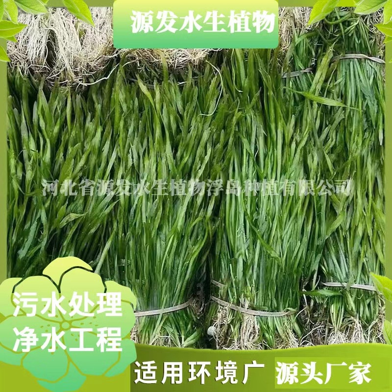 Подводные растения: горькая трава, черные водоросли, камыш, водяные лилии, аквариумные растения