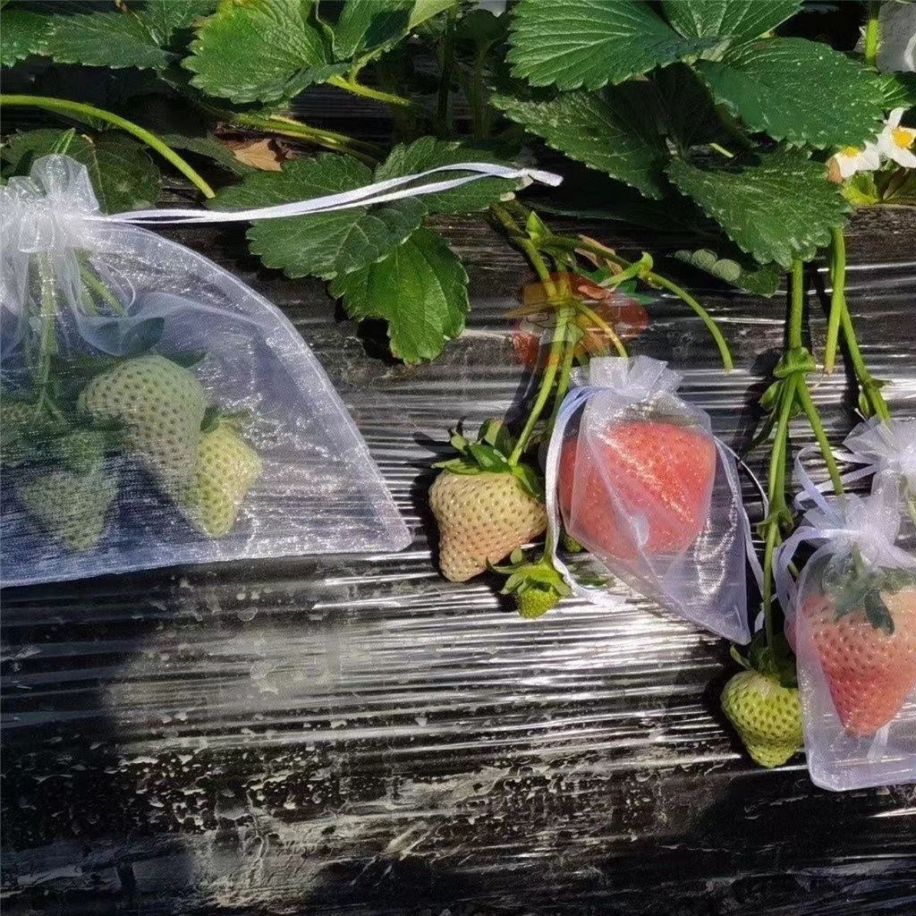 Multi-size fruit and vegetable insect-proof mesh bag strawberry tomato bird-proof protective bag transparent breathable multi-color gauze bag