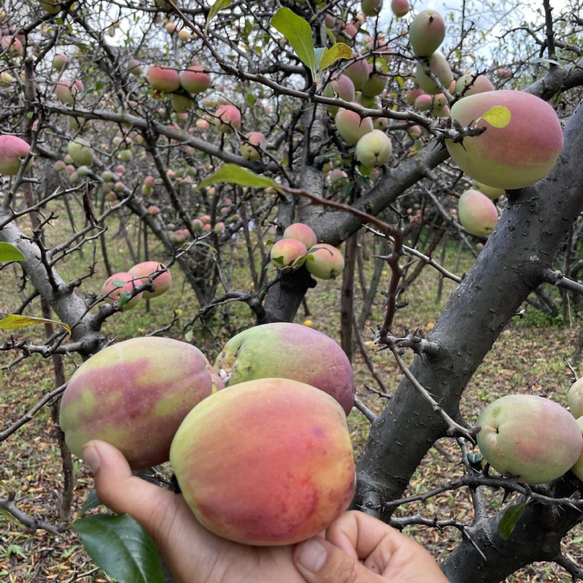 Fresh Sour Papaya from Dali, Yunnan, Free Shipping, Fresh Sour Fruit from Lincang, Wild Green Papaya Soaked in Wine for Pregnant Women, Sour and Crispy