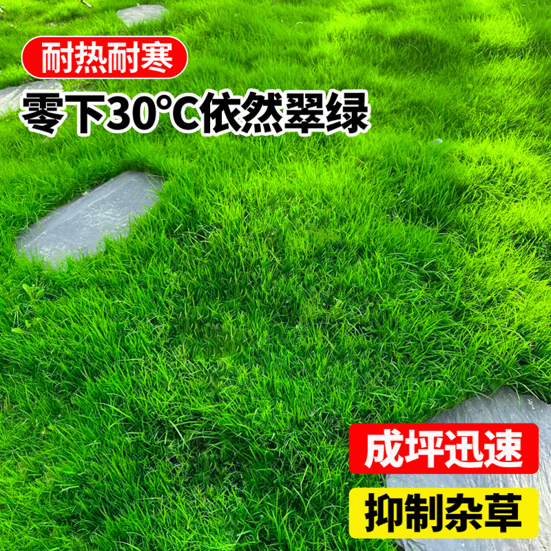 Four-Season Green Lawn Seeds, No-Pruning Lawn Grass Seeds, Slope Protection, Soil-Fixing Mixed Sowing, Four-Season Evergreen and Cold-Resistant Dry Grass Seeds