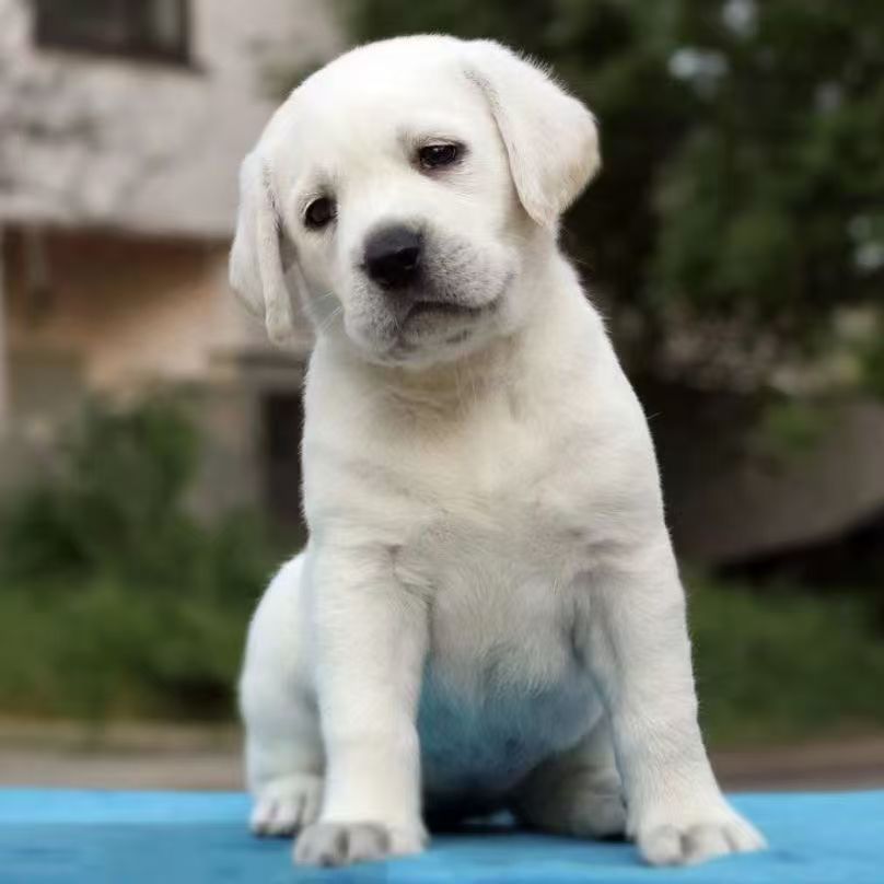 Pure Labrador Living Tour Puppies Puppy Living Objects Double Blood Identification Blind Dogs Large Dogs Pet Dogs