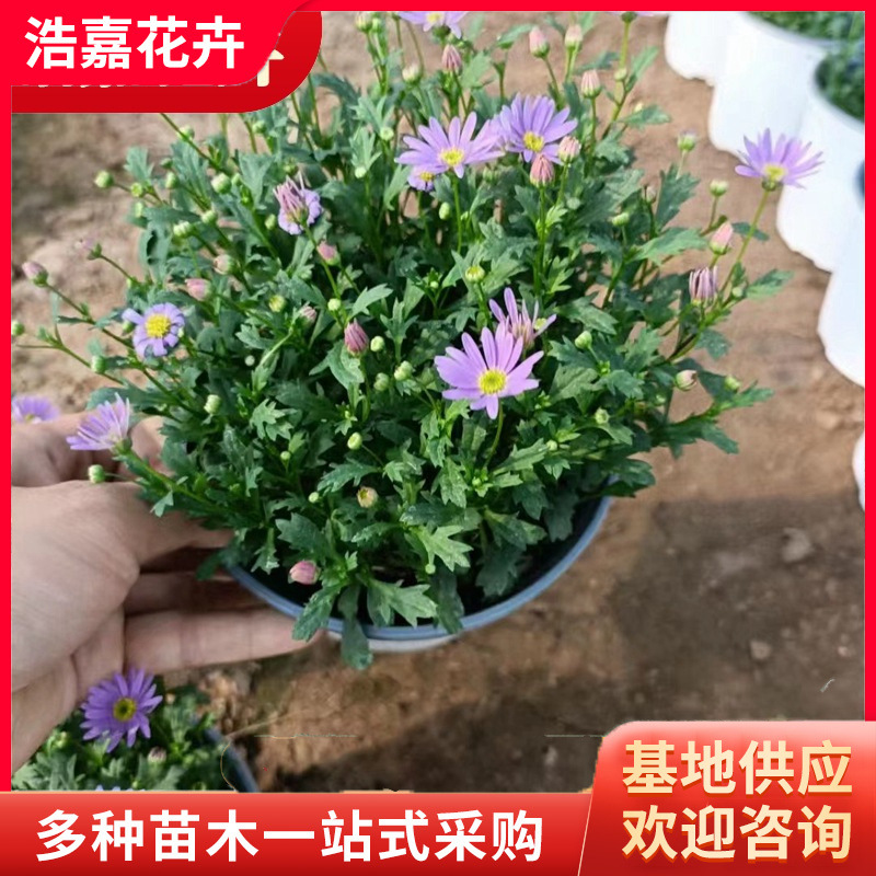 Саженцы хризантемы с тысячей голов, цветут круглый год, хризантема Цзи Сяоцзю, саженцы маленькой ромашки с цветами