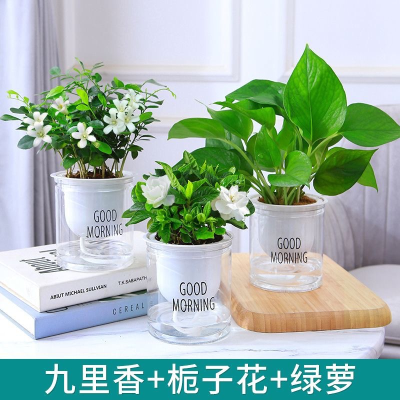 Green dill rich tree asparagus fleshy flower potted plant indoor mint rich bamboo hydroponic small green plant to feed well