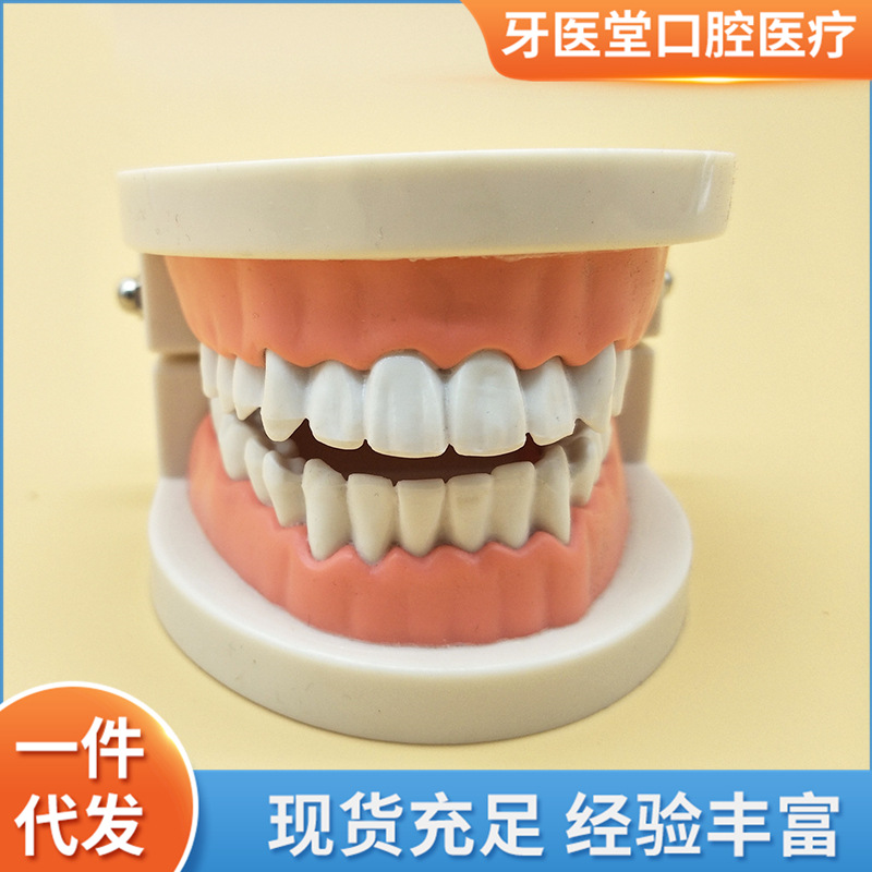 Dental teaching model children's brushing teaching model teeth whitening practice model practice teaching model