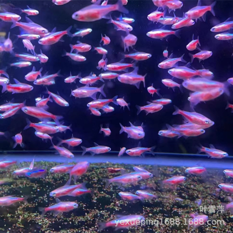 Baolian lantern fish living tropical fish ornamental fish and grass tank group swimming fish lantern fish tropical fish ornamental fish wholesale