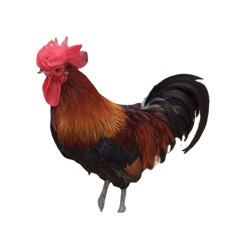 Wholesale Black Yao Native Chicken Seedlings, Large Red-Feathered Green-Footed Rooster Seedlings, Chicken Seedlings, Kiln Chicken Live Animals, Red-Feathered Small Rooster Seedlings