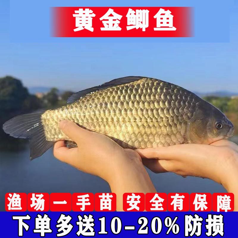 Crisp Crucian Carp Live Fish Fry for Freshwater Aquaculture, Edible Zhongke No. 5 Large Variety Project Cloud Crucian Carp, Golden Crucian Carp, Native Crucian Carp Fry