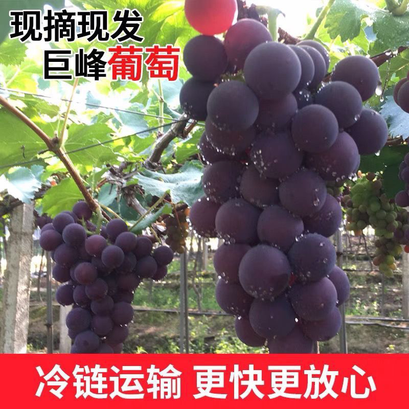 Аутентичный черный виноград Кёхо из Северо-востока, прямиком с места происхождения, несладкий и кислый фрукт для беременных, бесплатная доставка, целая коробка