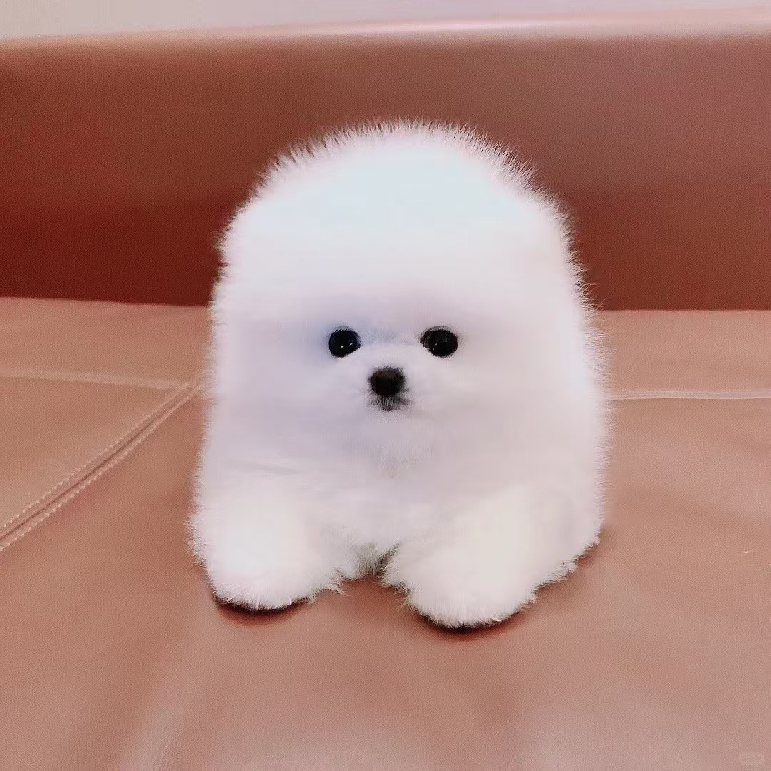 Spot Purebred Pomeranian Pet Puppies Grow up to Small Size Pomeranian Yellow and White Puppies Teacup Dog Pet Dogs