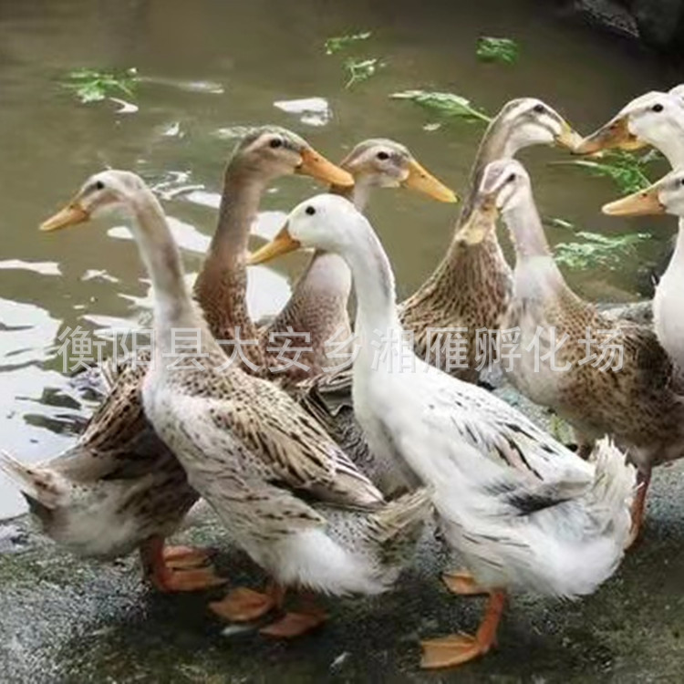 Jiangnan Egg Duck Seedlings, Male Duck Seedlings, Wholesale Hunan Teal Green Shell High-Yielding Egg Duck Seedlings, Green Shell No. 4 Small Yellow Duck Seedlings