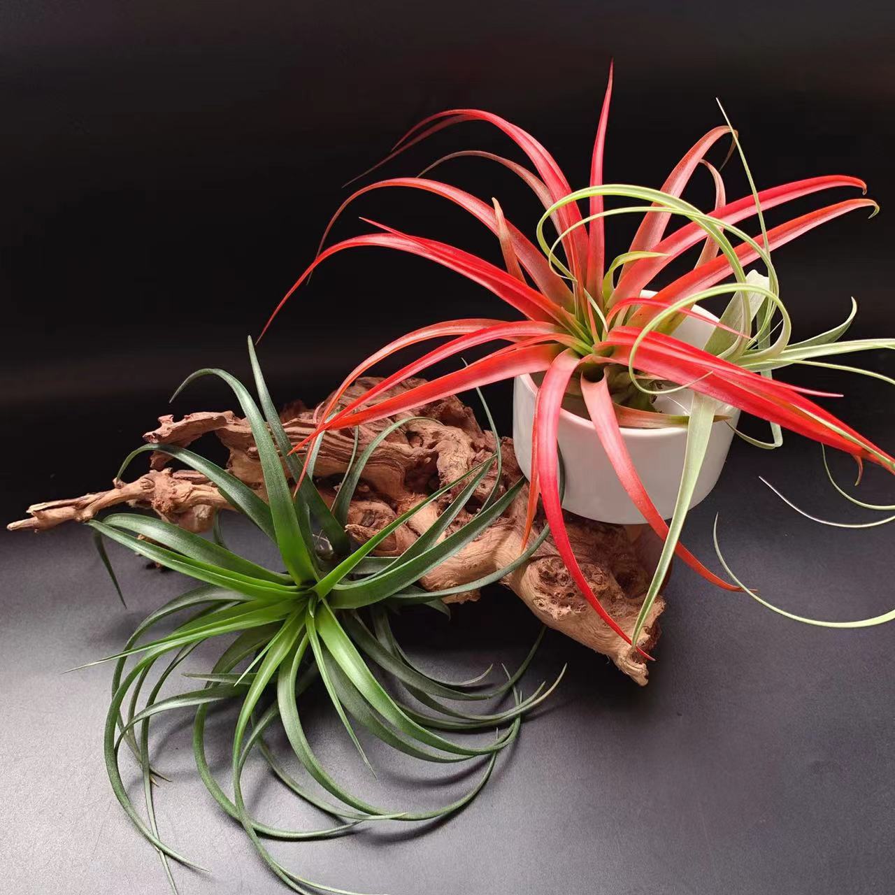 Becoli T.Brachycaulos Novice Gardening Variety with Brilliant Hair Color Air Pineapple Soilless