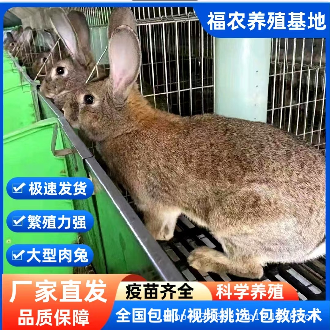 Крупный бельгийский кролик, живой, серый, взрослый, прямая доставка от производителя