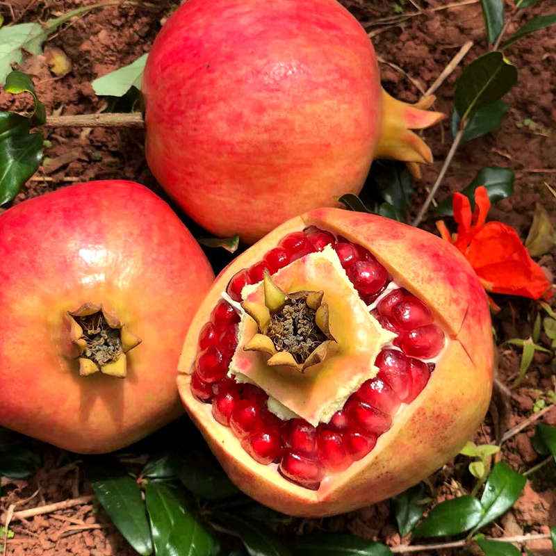 [Event] Sichuan Tunisian Soft Seed Pomegranate, 8 Large Fruit Soft Seed Pomegranates, Seasonal Fruit Gift Box