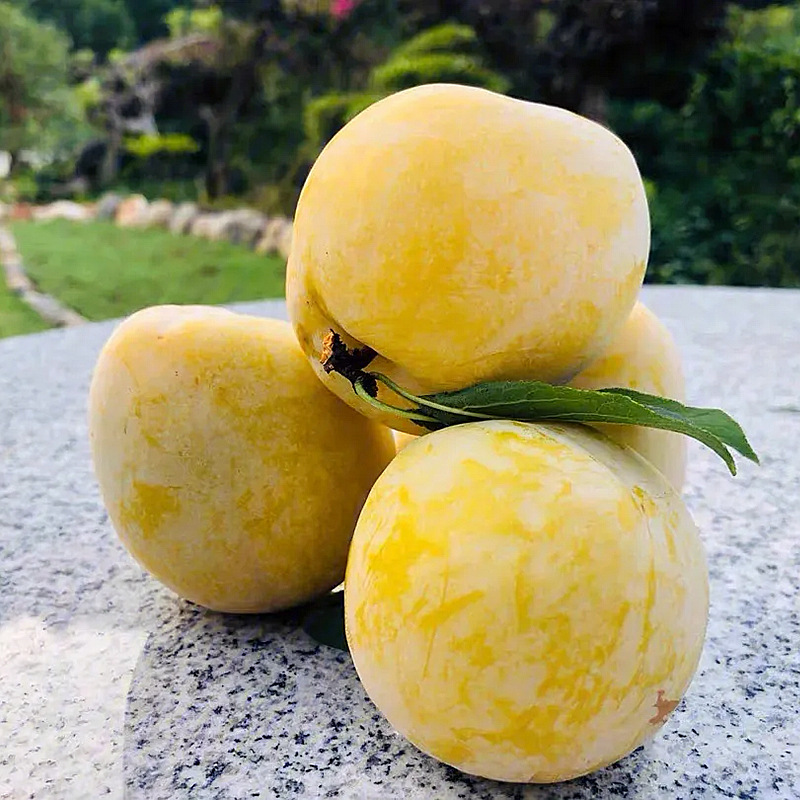 Dropshipping Golden Nectarine Grafted Seedlings Boneless Sweet Crisp Planting in Pots or Ground for Gardens in Both Northern and Southern Regions