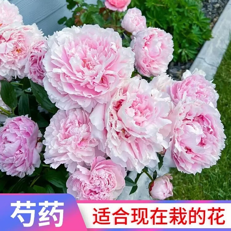 Корни пиона с бутонами, луковицы цветов пиона, цветут в тот же год, зеленые растения для внутреннего двора, горшечные, холодостойкие и легкие в уходе