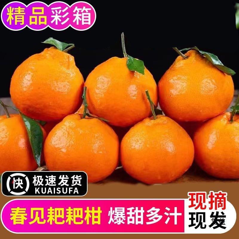 Raked Mandarin Oranges Are Shipped with Leaves Only, Fresh Sichuan Mandarin Oranges, Fresh Fruits, Seasonal Ugly Oranges, Oranges