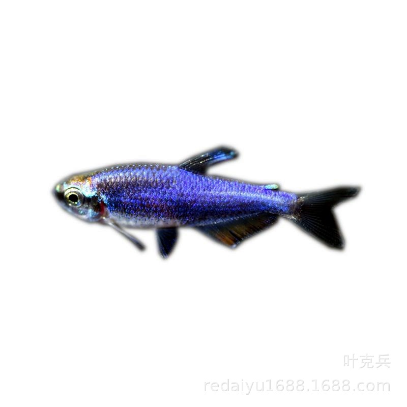 Shanghai tropical fish wholesale South American ornamental fish lamp fish super blue king lamp Super Blue Kerry
