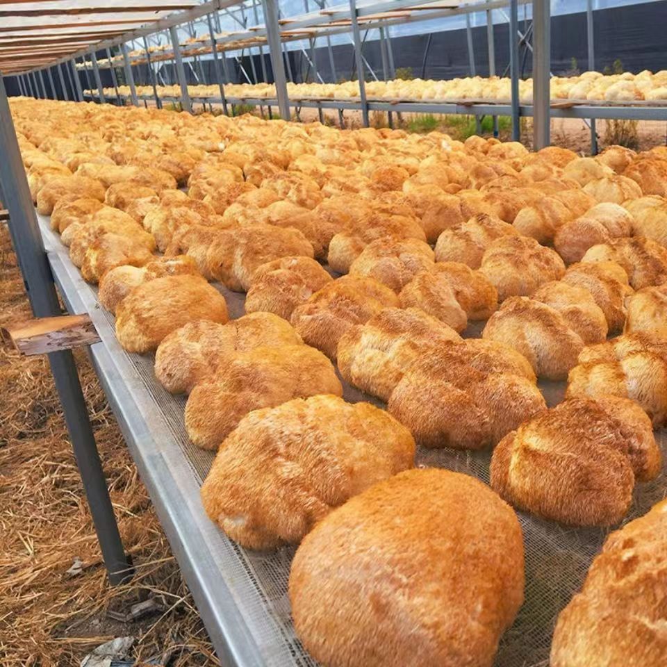 [Копченый без серы] Гриб Hericium erinaceus, сырье, оптовая продажа, сушеный, 500г, происхождение Гутянь