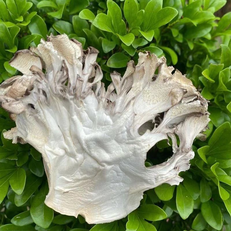 Grifola frondoensis dried goods grifola frondoensis mushroom edible fungus pollution-free green maitake tea farm chestnut mushroom thousand Buddha slice 100g