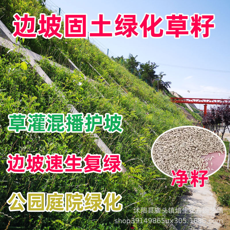 Lawn Seeds, Ryegrass Seeds, Fescue, Early-Maturing Grass, Evergreen Grass, Drought-Tolerant and Heat-Resistant Dog Tooth Root, Slope Protection Green