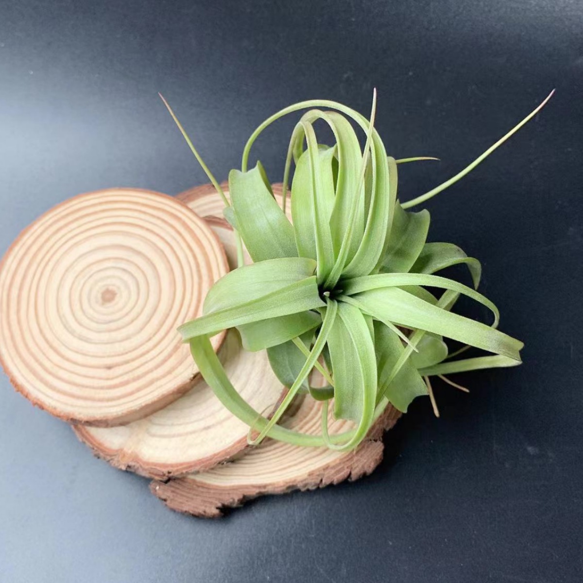 Базовые прямые волосы, воздухопроницаемый ананас, тропический дождевой лес, Эрик Ноблок