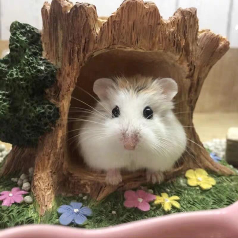 Shandong Daifa Small Hamster Third Line Pudding Zicang Silver Fox Living Bear Golden Bear Rare Long Hair Bear Transportation Farm