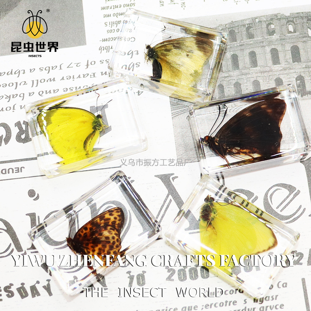 Zhenfang Ремесло Фабрика Фабрика Самостоятельно Оперативные Реальные Бабочка Клей Экспонат Подарок Учебные Приборы Наблюдение, Исследование и Научные Исследования