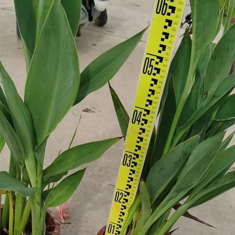 Canna Ground Seedlings, Ground Planting Canna Seedlings, Mosaic and Leaf Canna Seedlings Price, Canna Yellow Pink Flower Canna