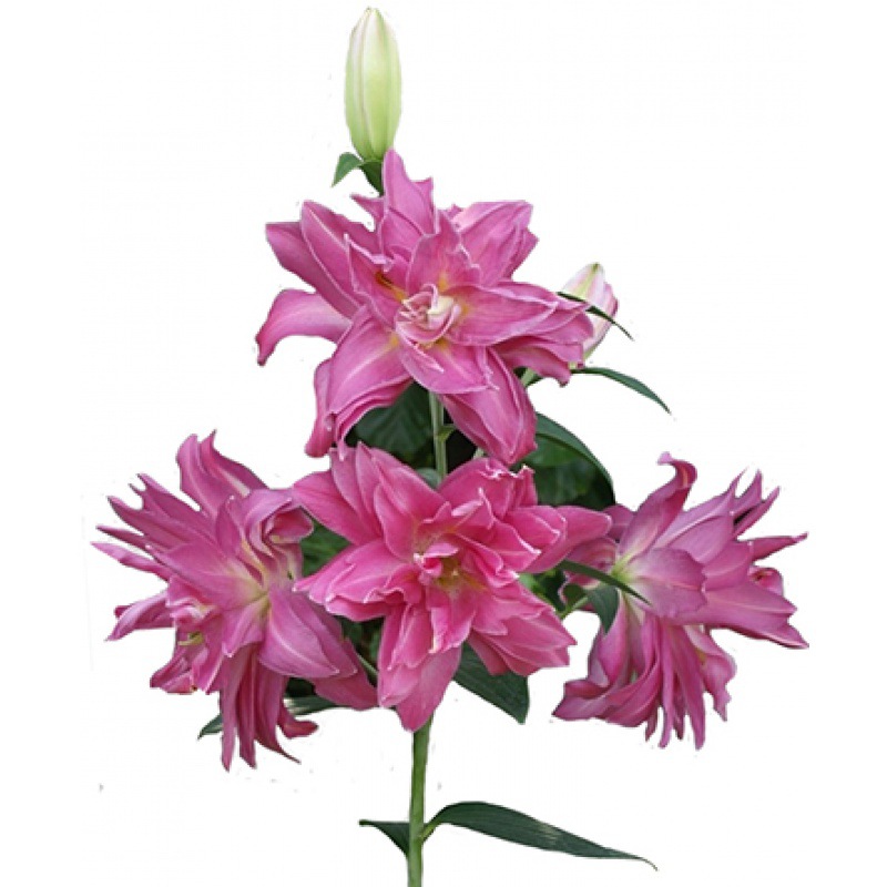 Lily Bulbs Bloom in All Seasons, Indoor and Outdoor Flower Pots, Perfume Lily Seeds, Easy to Grow and Live, Double-Petaled Flowers