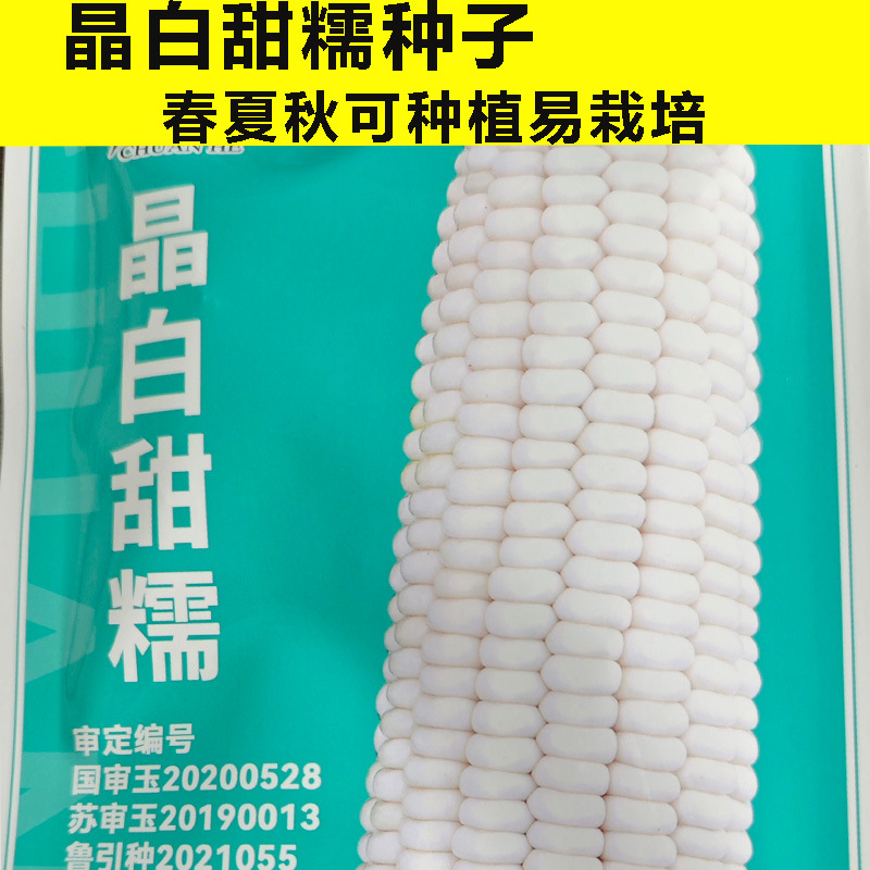 Белые восковые семена кукурузы, белые восковые семена кукурузы, семена фруктовой кукурузы, ароматные, мягкие и восковые высокоурожайные семена зимней кукурузы