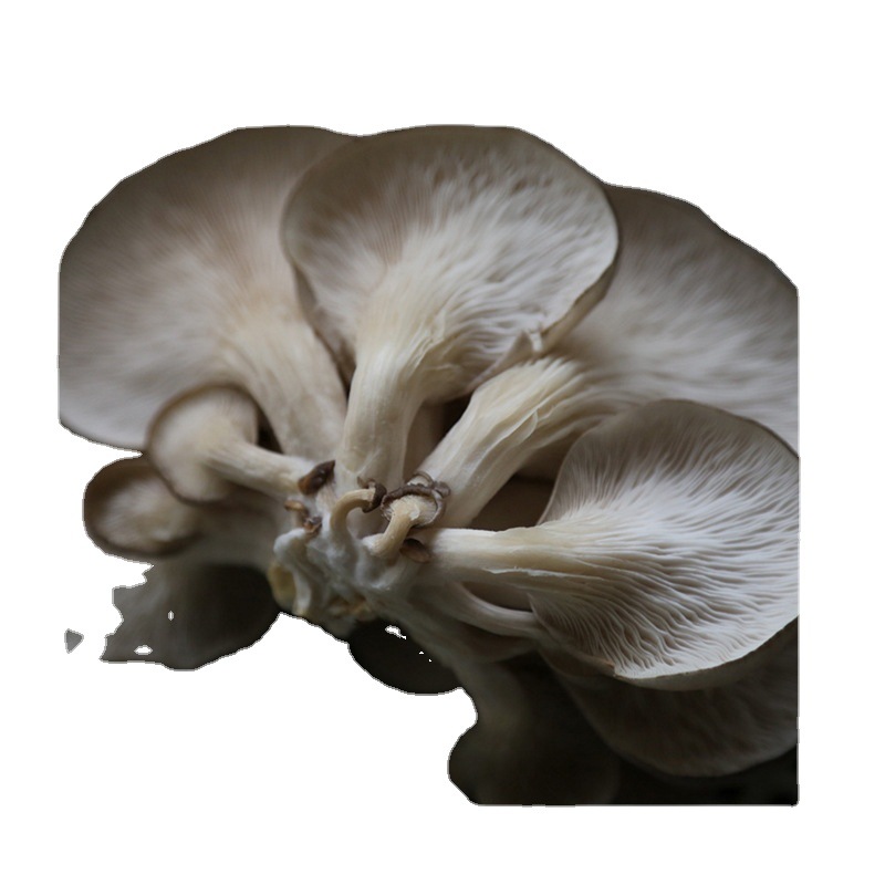 Spring and Summer Edible Mushroom 3kg Black Oyster Mushroom Strain Mushroom Cultivation Black Oyster Mushroom Bag Large-Scale Planting Oyster Mushroom Bag