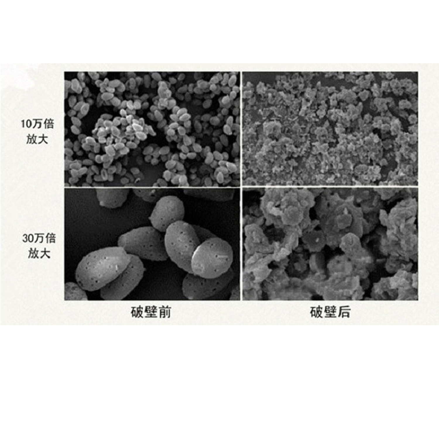 Dabie Mountain Jinzhai Broken Ganoderma Spore Powder Capsules Strength Factory Wholesale Processing Discount 100 Capsules Take Sample