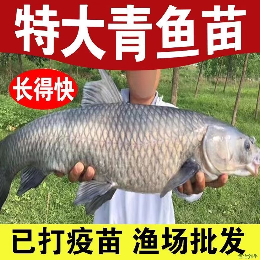 Large Herring Fry, Extra Large Snail Herring, Half a Pound of Black Anhui Fry, Grass Carp Fry, 20cm Freshwater Cultured Crucian Carp