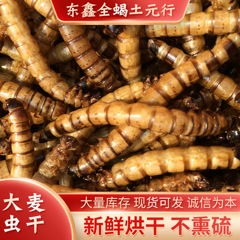 Поставки сушеных ячменных насекомых, оптовая продажа белковой пищи для домашних животных, несмазанной пищи для домашних животных, сушеные ячменные насекомые