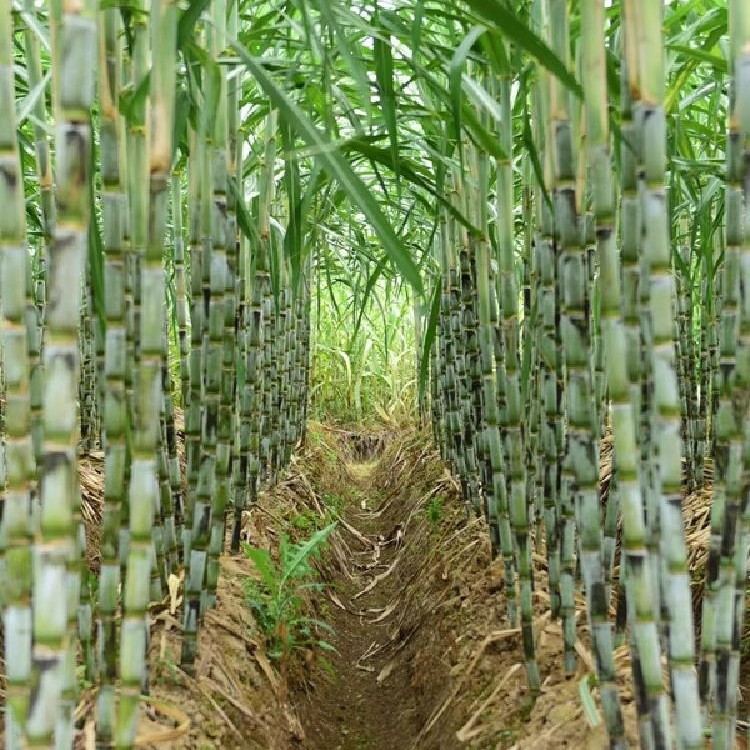 Authentic Taoshan Sugar Cane, Zhejiang Wenzhou Green-Skinned Fruit Cane, Freshly Cut Green-Skinned Fruit Cane 2.5kg Sf Gift Box