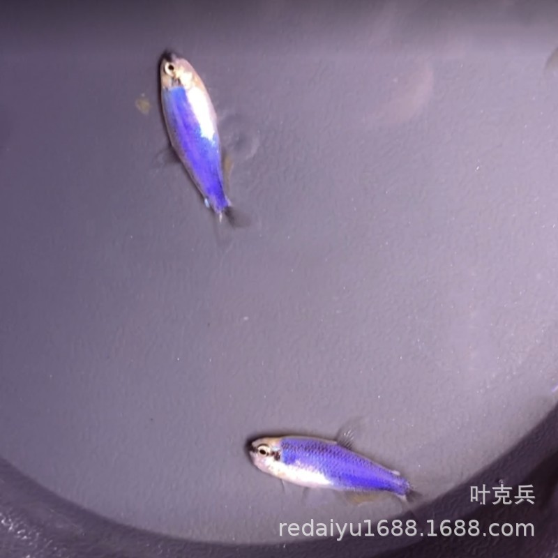 Shanghai tropical fish wholesale South American ornamental fish lamp fish super blue king lamp Super Blue Kerry