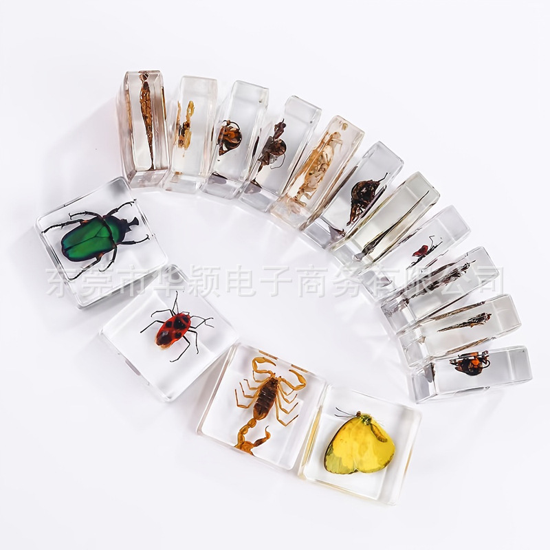 Creative epoxy real insect cognitive specimen teaching aids square resin transparent embedded crafts book town ornaments