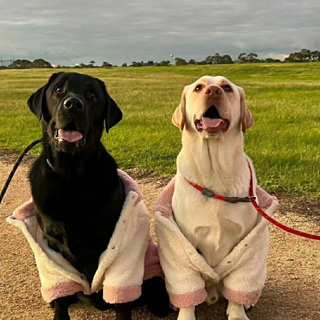 Чистокровный щенок лабрадора, молочно-белый и черный лабрадор, собака-проводник, живая домашняя собака
