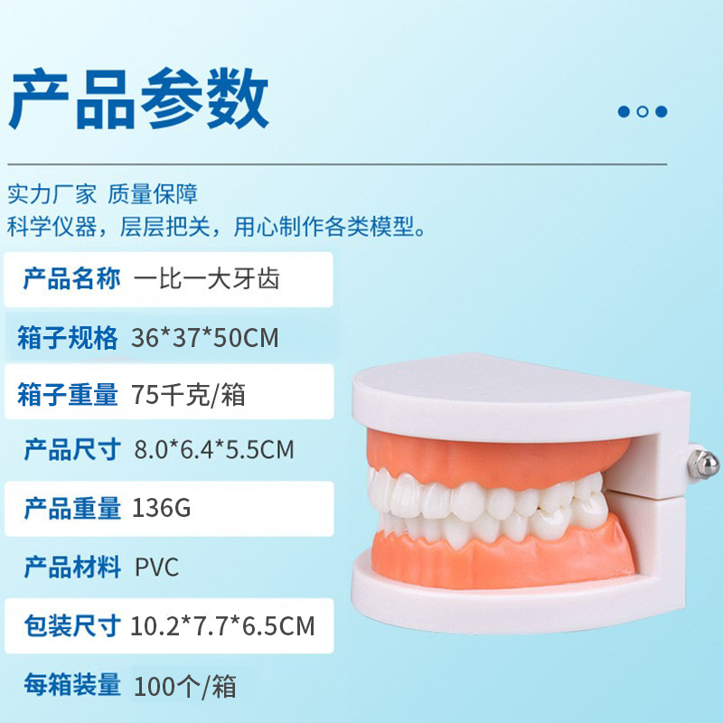 Dental Model aesthetic practice dental model small dental model kindergarten brushing teaching model oral model