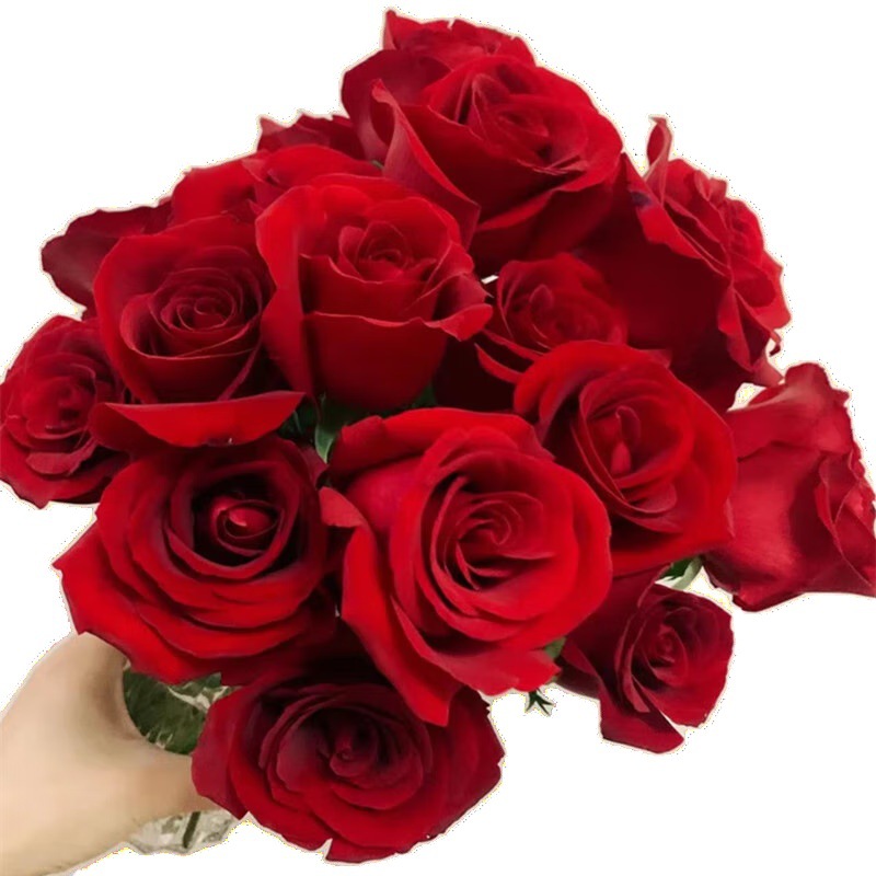 Rose Flowers Wholesale Yunnan Kunming Flowers Direct Batch Real Flowers Flowers Let's Set up a Stall Together Wedding Flowers