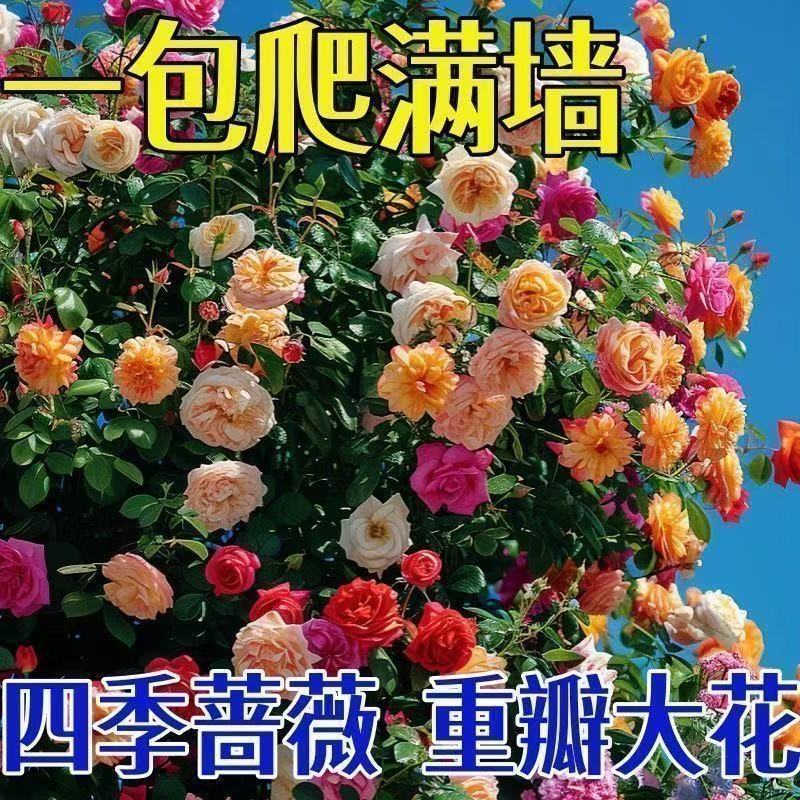 Cross-Border E-Commerce Rose Seeds Climbing Rose Vines Rose Bushes That Bloom in All Seasons Wall-Climbing Courtyard Indoor Flower Seeds