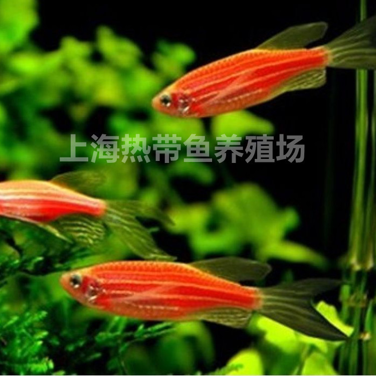Red zebra fish live tropical fish low temperature resistant small lamp fish group grass tank mixed culture bottled ornamental fish live