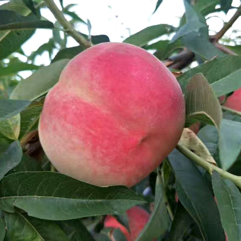 Shandong Yimeng Red-Skinned Honey Peaches Wholesale 2.5kg Seasonal Golden Autumn Sweet Peaches Fresh Fruit for Pregnant Women