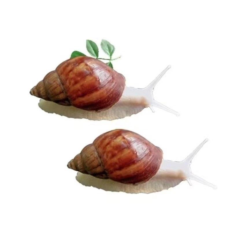 Snail Edible Scientific Experiment Climbing White Jade Snail Pet Fish Tank Small and Large Edible Snail Non-Toxic Pet Desktop Cow