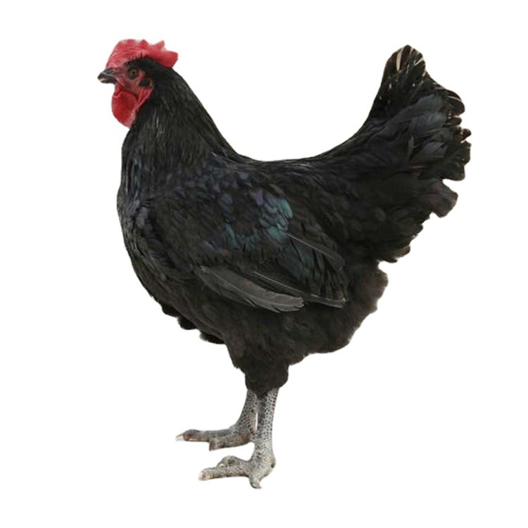 Broiler Chicken Seedlings Grow Fast, Black Chicken Female Seedlings, Large-Sized Broiler Chickens, Fast-Growing Large-Sized Male Seedlings, Fast-Growing Feathers, and Black Chicken Males