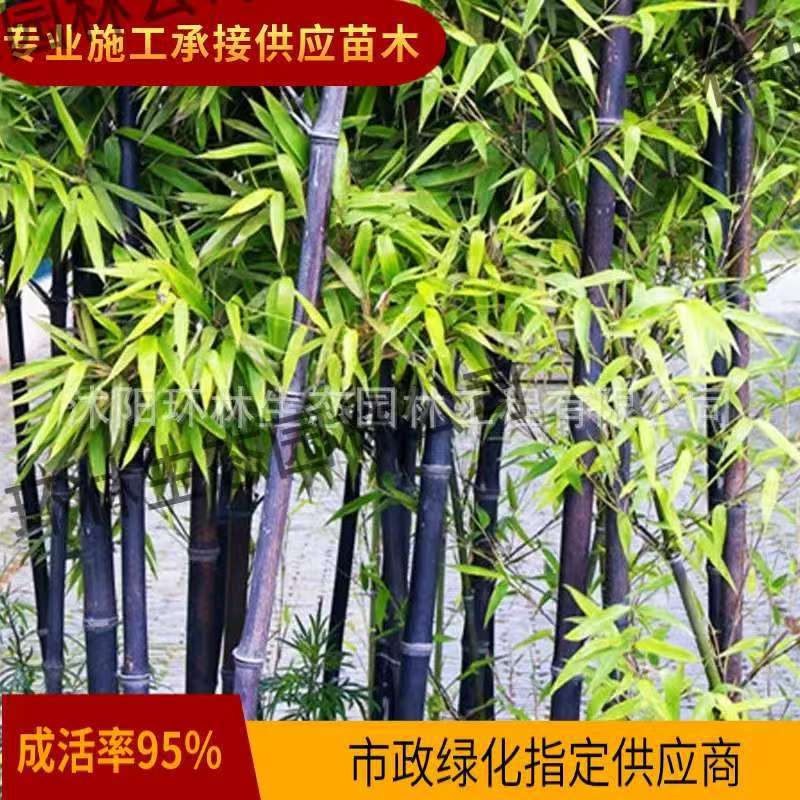 Саженцы бамбука для ограждений двора, зеленый бамбук, золотой инкрустированный нефритовый бамбук, фиолетовый бамбук, золотой бамбук, вечнозеленые декоративные растения для сада