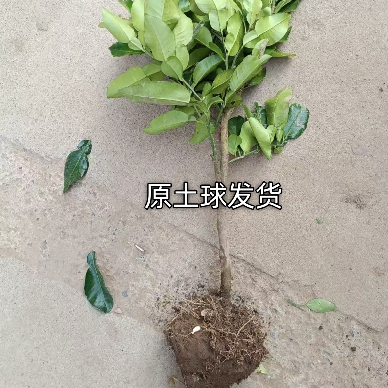 One-Piece Drop-Shipping Red Heart Pomelo Saplings for Northern and Southern Courtyard Greening with Soil and Extra-Large Fruit Potted Grafted Pomelo Saplings