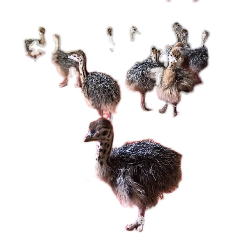 Where to Buy Ostrich Seedlings, Egg-Laying Ostrich Prices, Ostrich Egg Seedling Prices, Live Ostrich Breeding Techniques