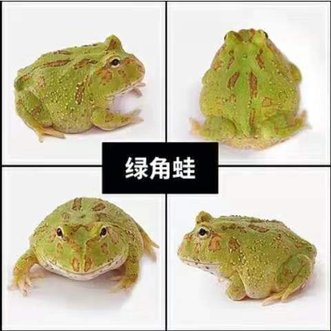 Живой рогатый лягушонок оптом, золотой рогатый лягушонок, зеленый рогатый лягушонок, домашний лягушонок, бабочка рогатого лягушонка, лягушонок-надзиратель, клоунский колокол